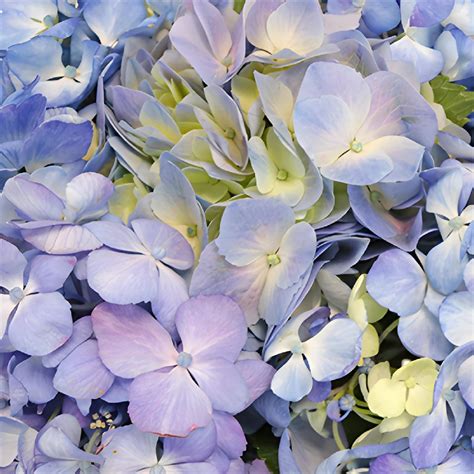 are hydrangeas cheap